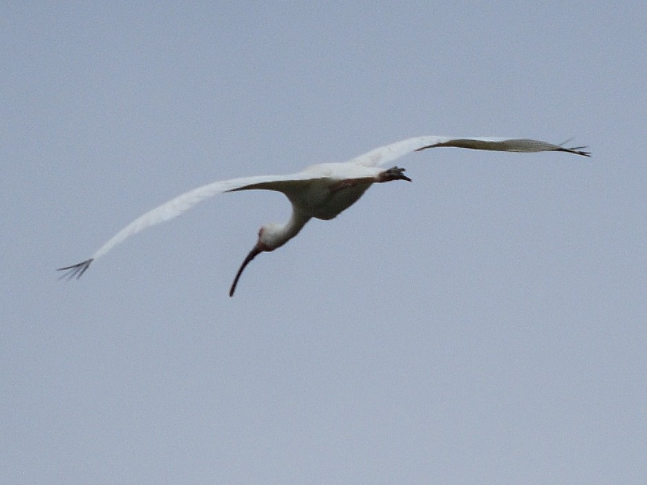 White Ibis - ML638231779