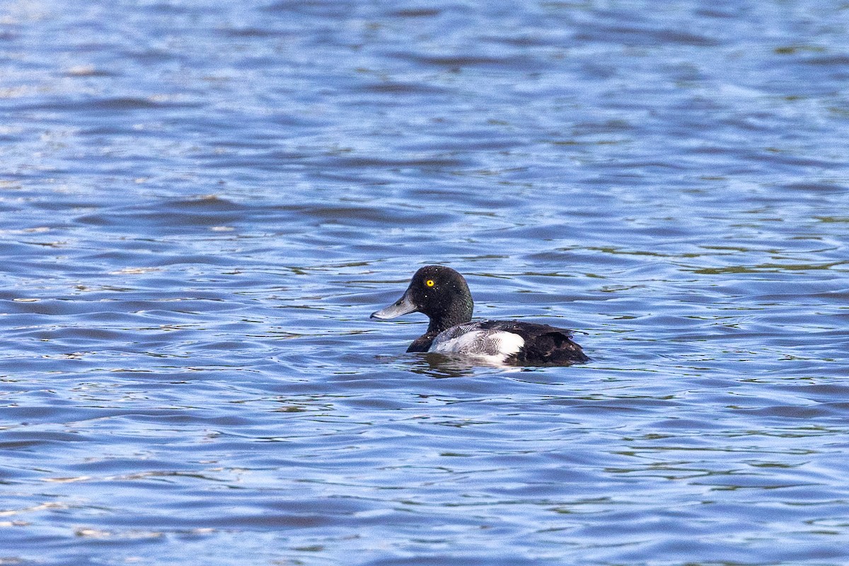 Greater Scaup - ML638231780