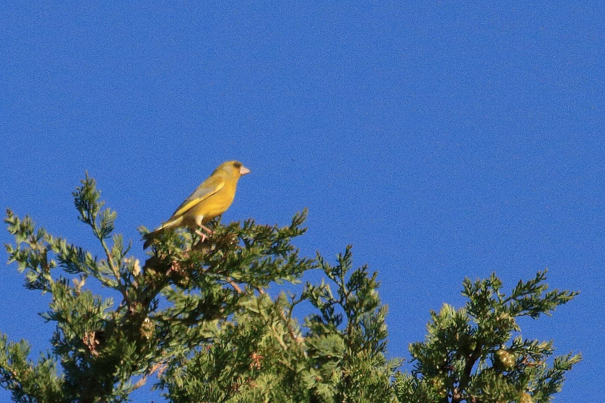 European Greenfinch - ML638231786