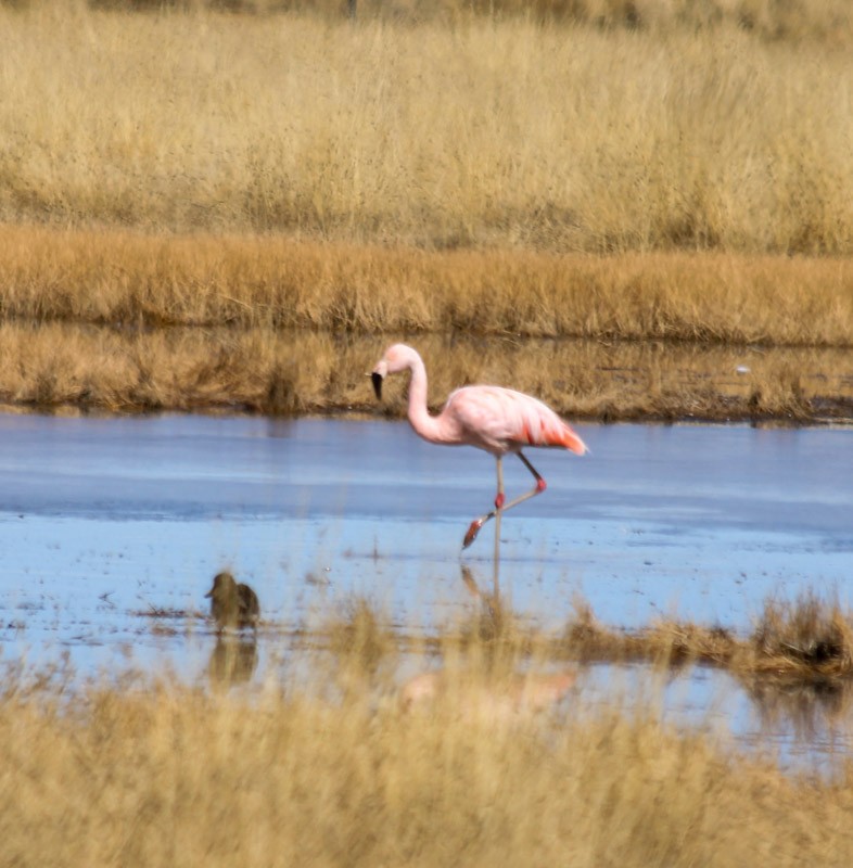 Flamenko txiletarra - ML638231790