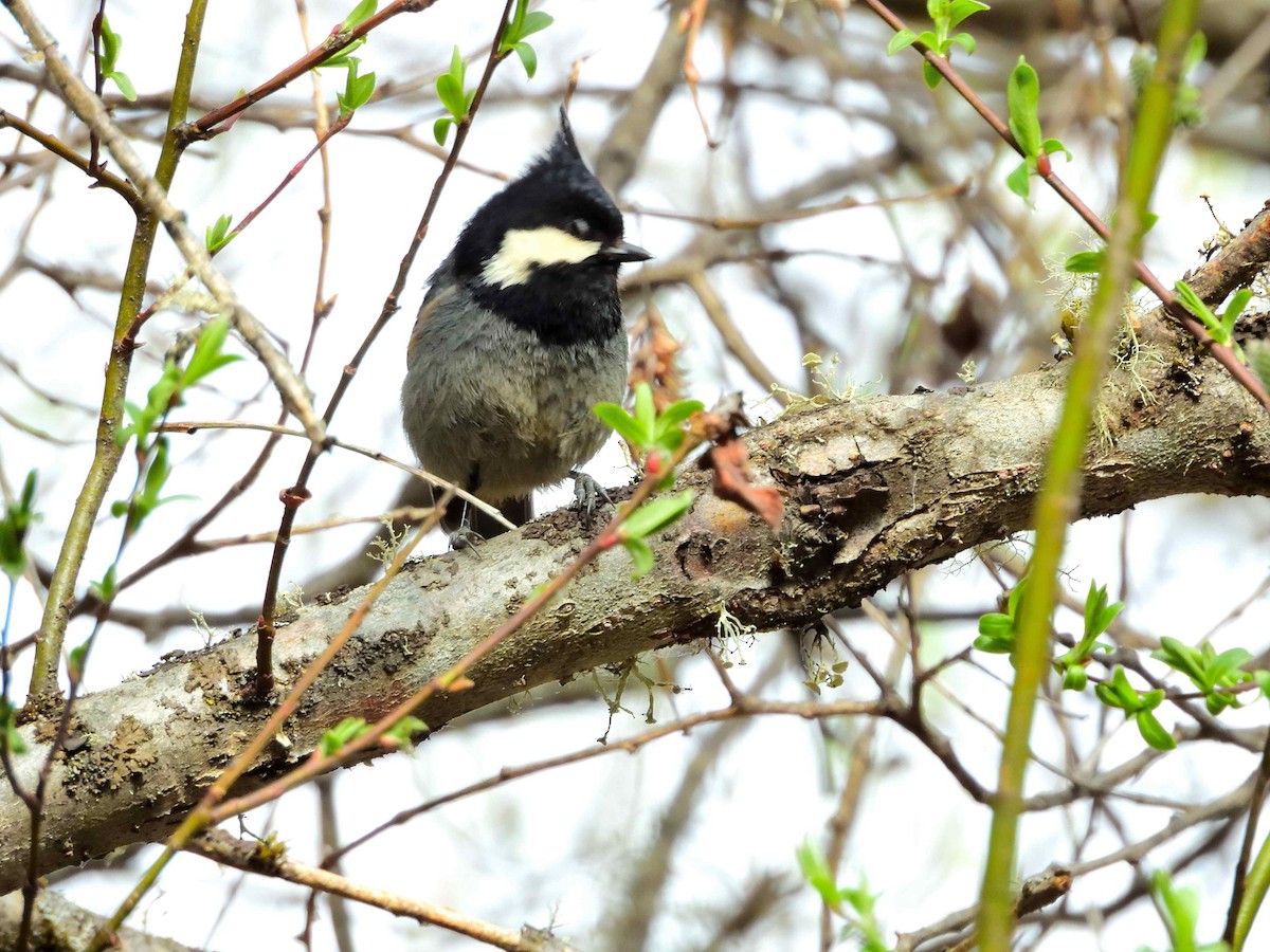 Rufous-vented Tit - ML638231796