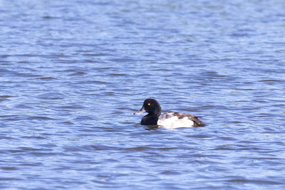 Greater Scaup - ML638231803