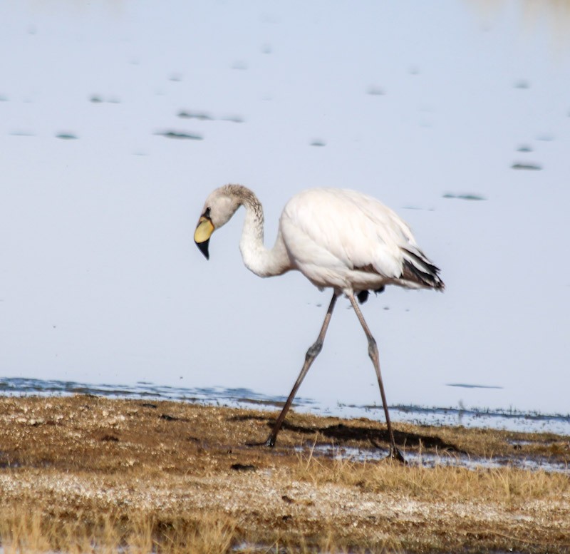 James's Flamingo - ML638231808