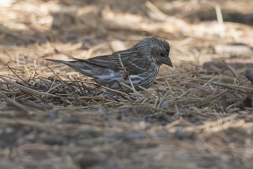 Purple Finch - ML638231812