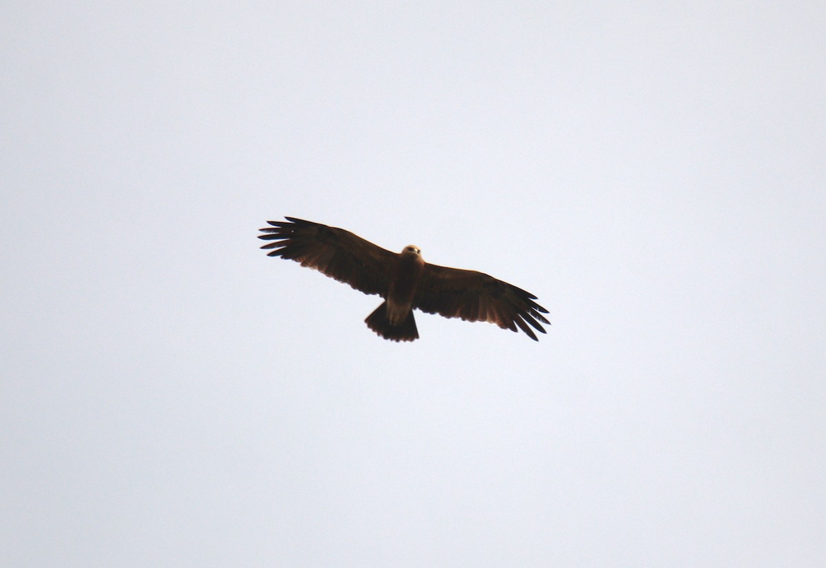 Indian Spotted Eagle - ML638231813