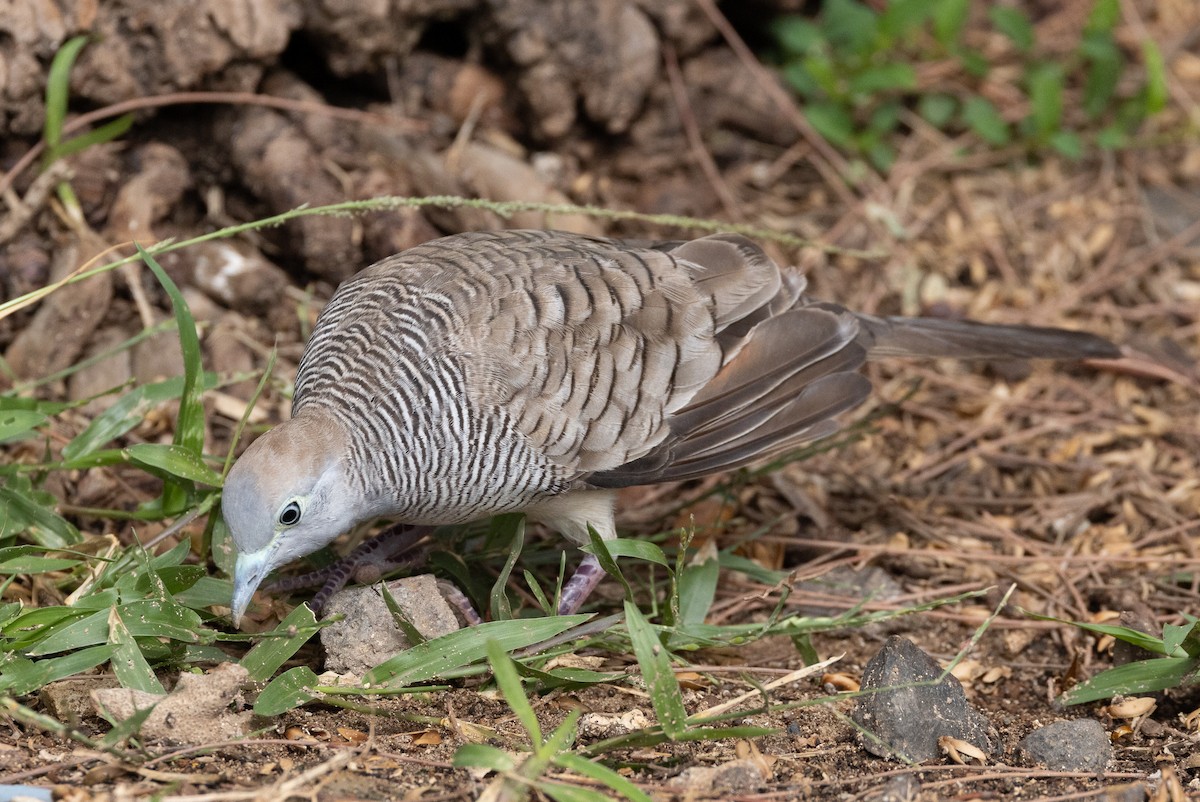 Zebra Dove - ML638231818