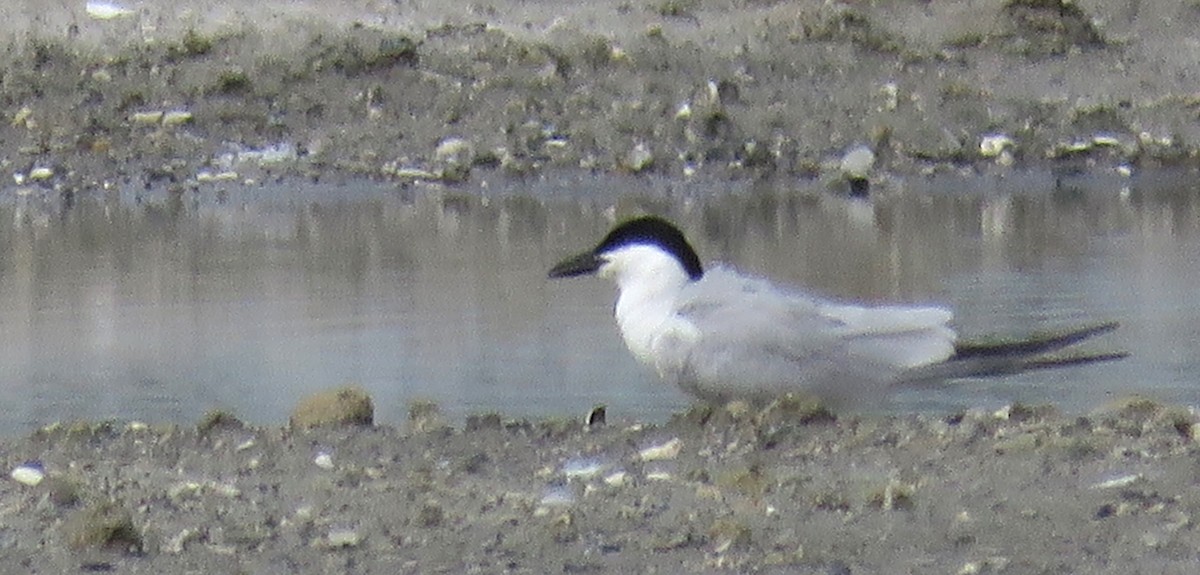 Gull-billed Tern - ML638231823