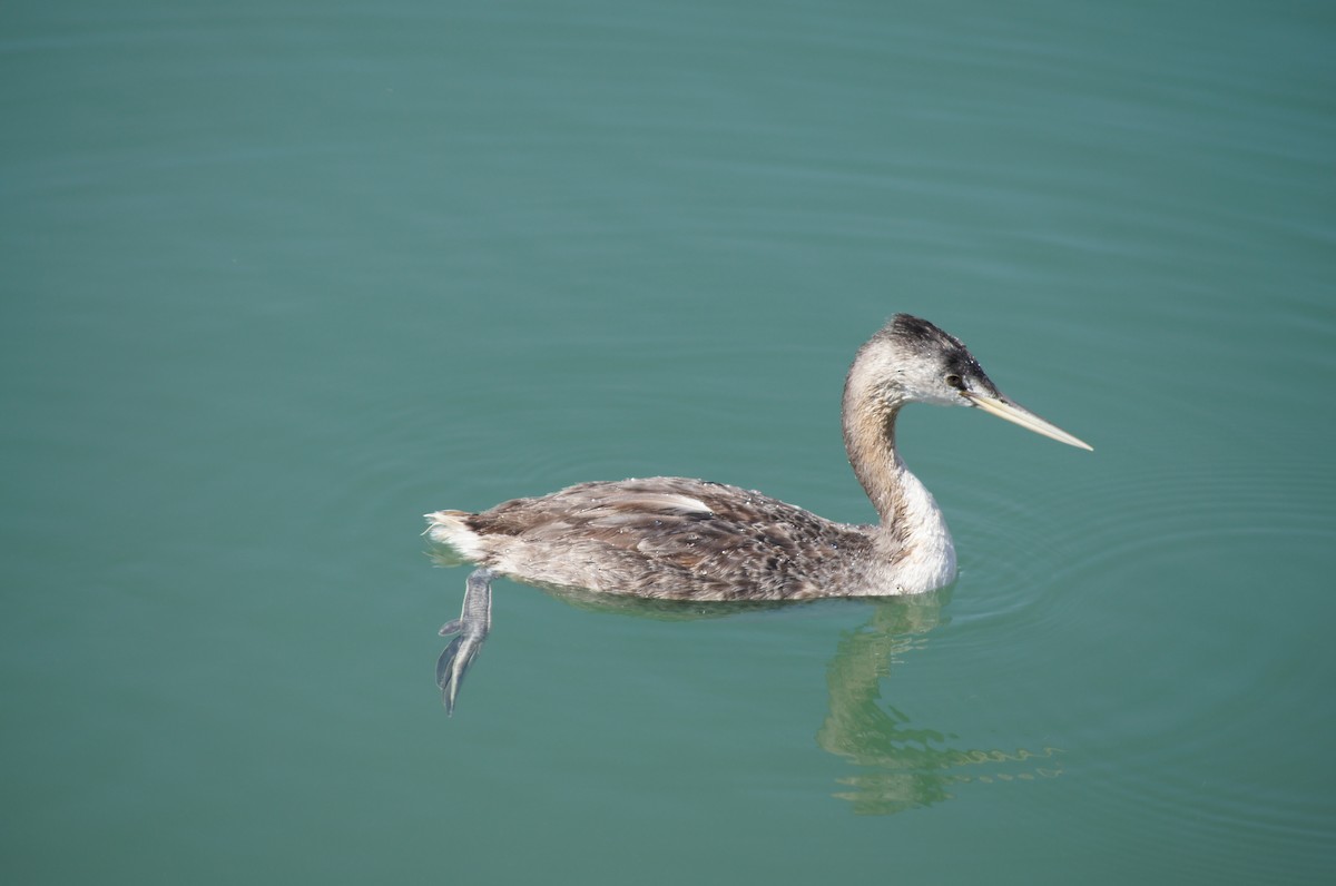 Great Grebe - ML638231831