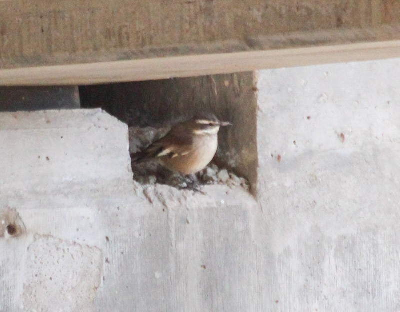 Cream-winged Cinclodes - ML638231836