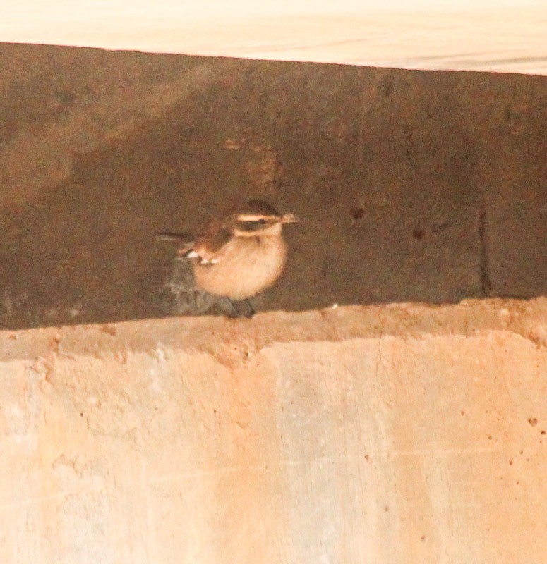 Cream-winged Cinclodes - ML638231837