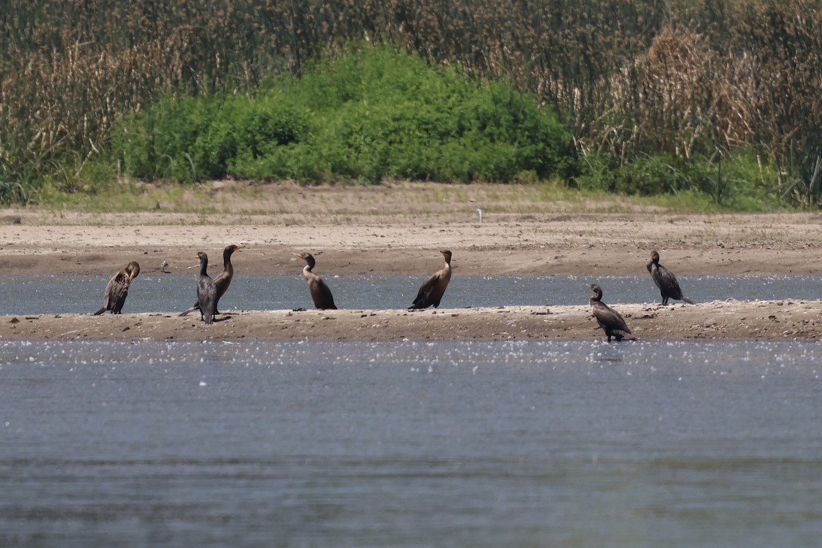 Double-crested Cormorant - ML638231840