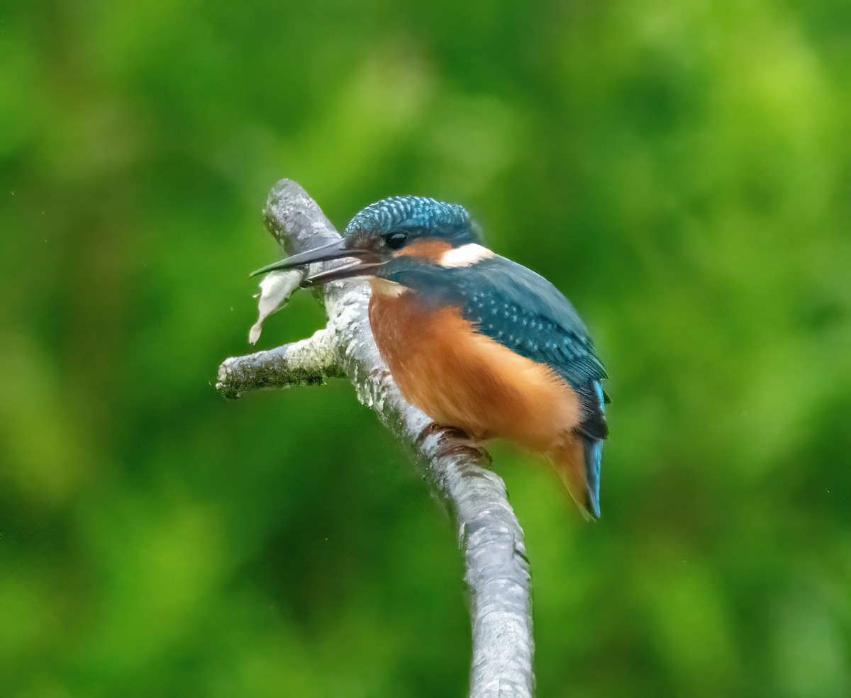 Common Kingfisher - ML638231851