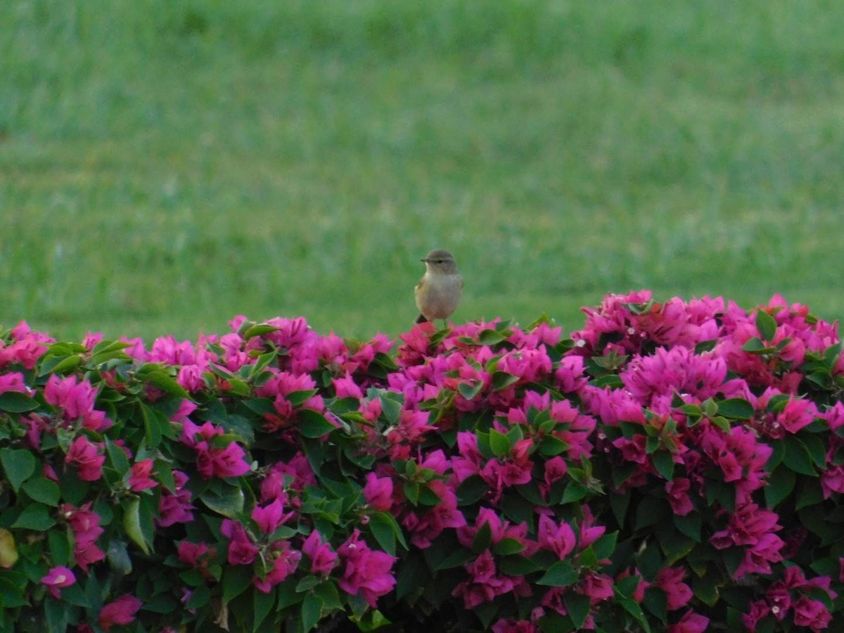 Common Chiffchaff - ML638231853
