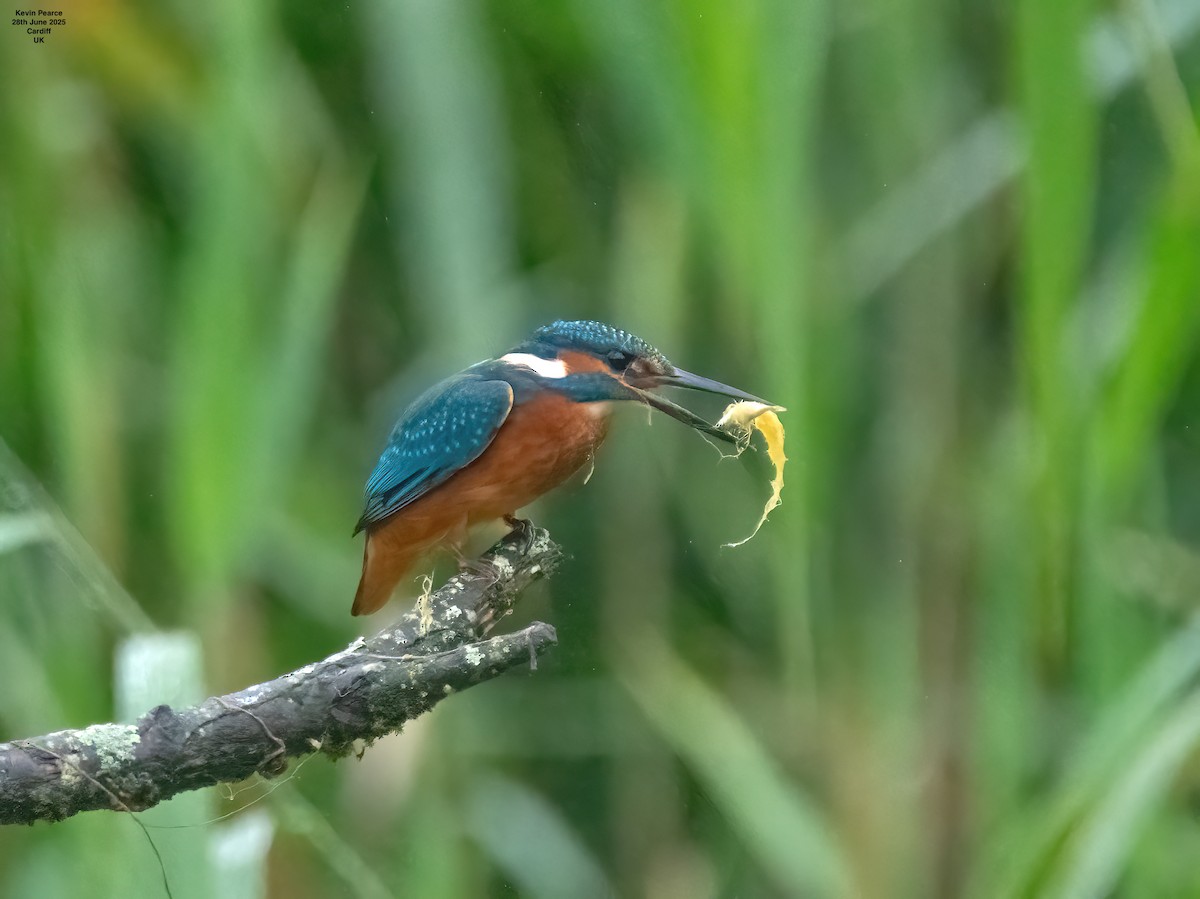 Common Kingfisher - ML638231855