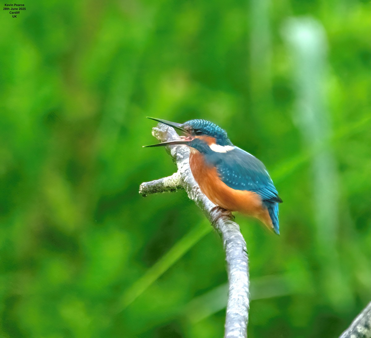 Common Kingfisher - ML638231856
