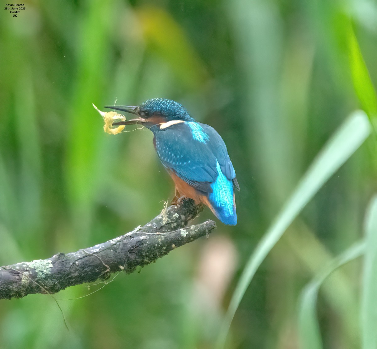 Common Kingfisher - ML638231857