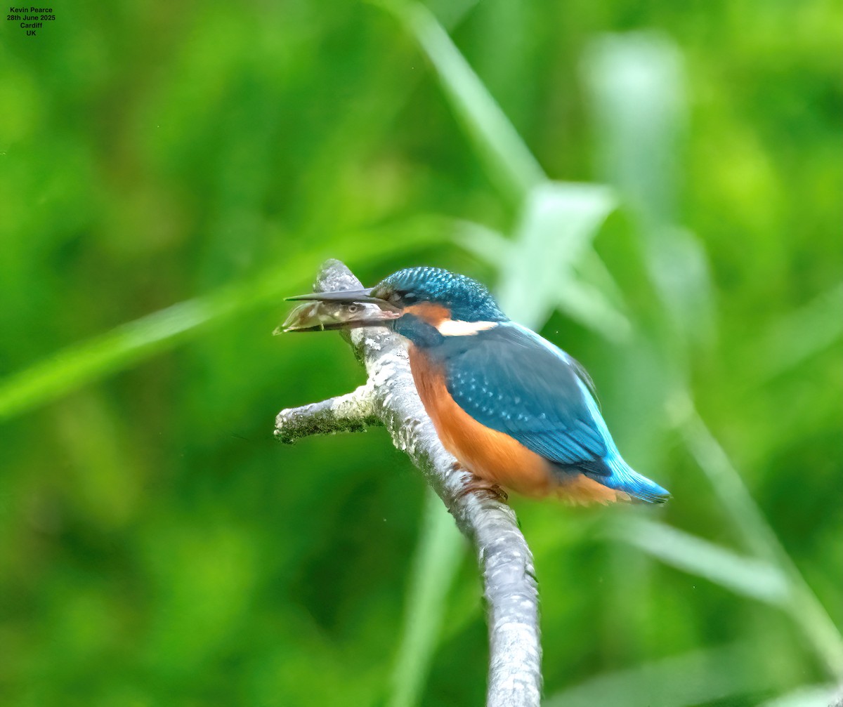 Common Kingfisher - ML638231858