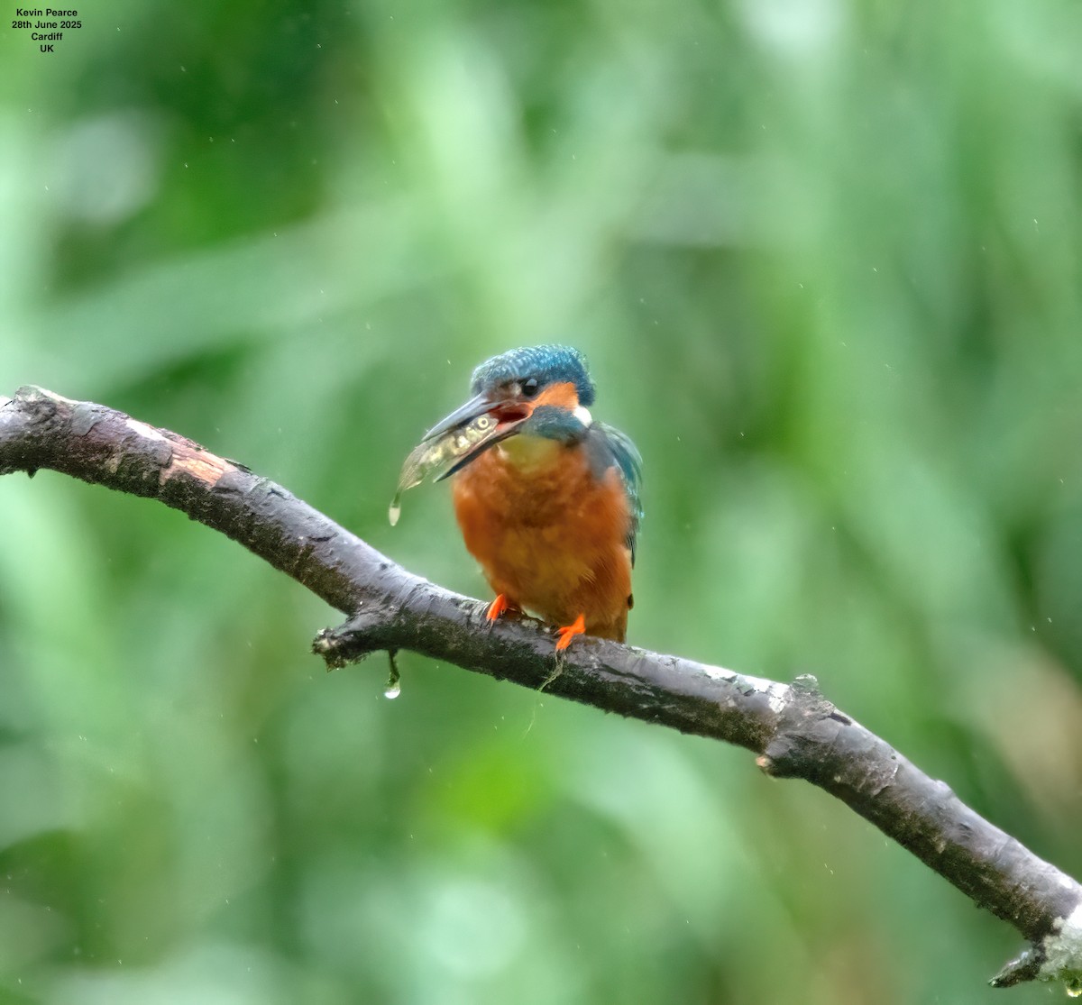 Common Kingfisher - ML638231859