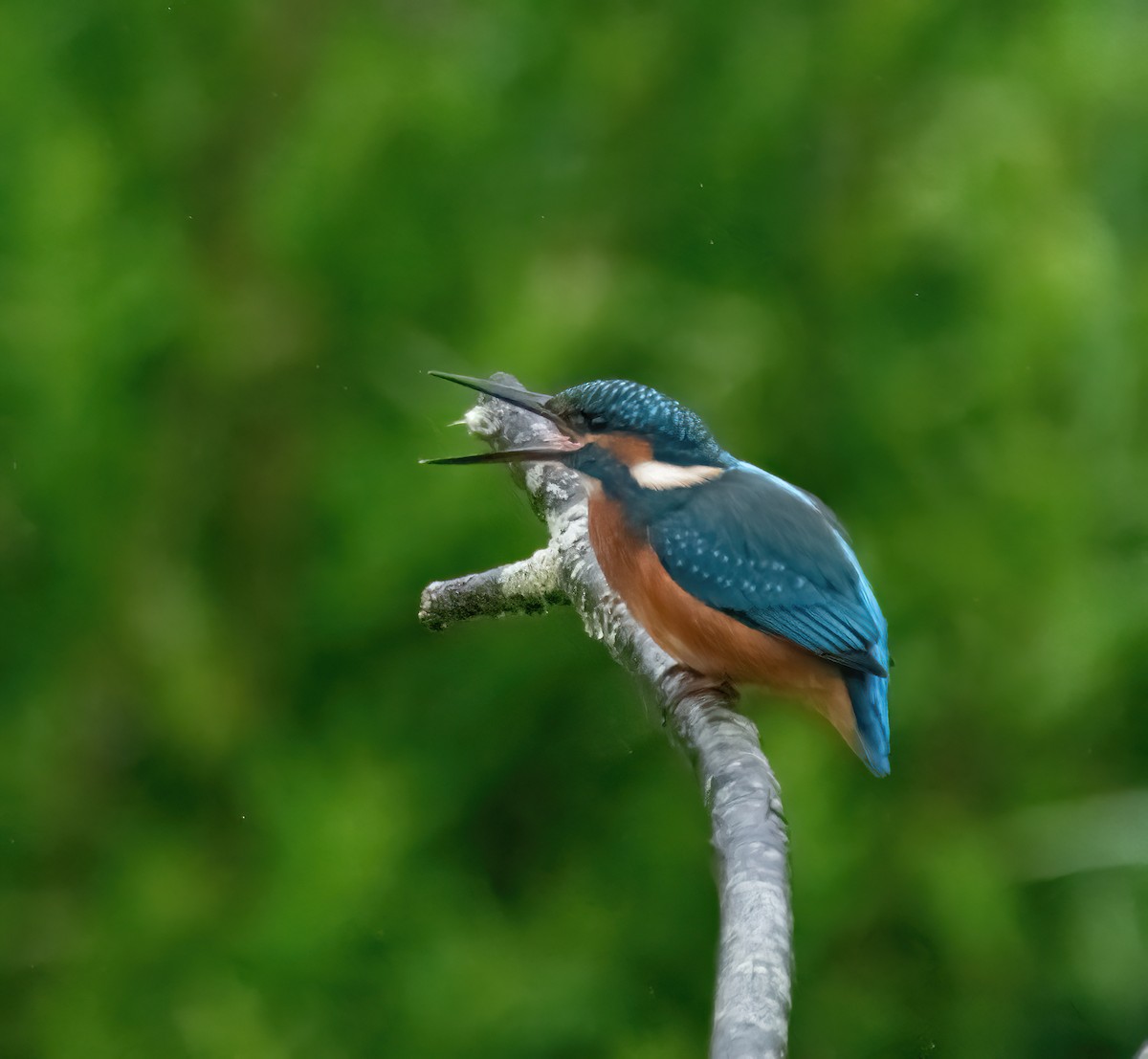 Common Kingfisher - ML638231860