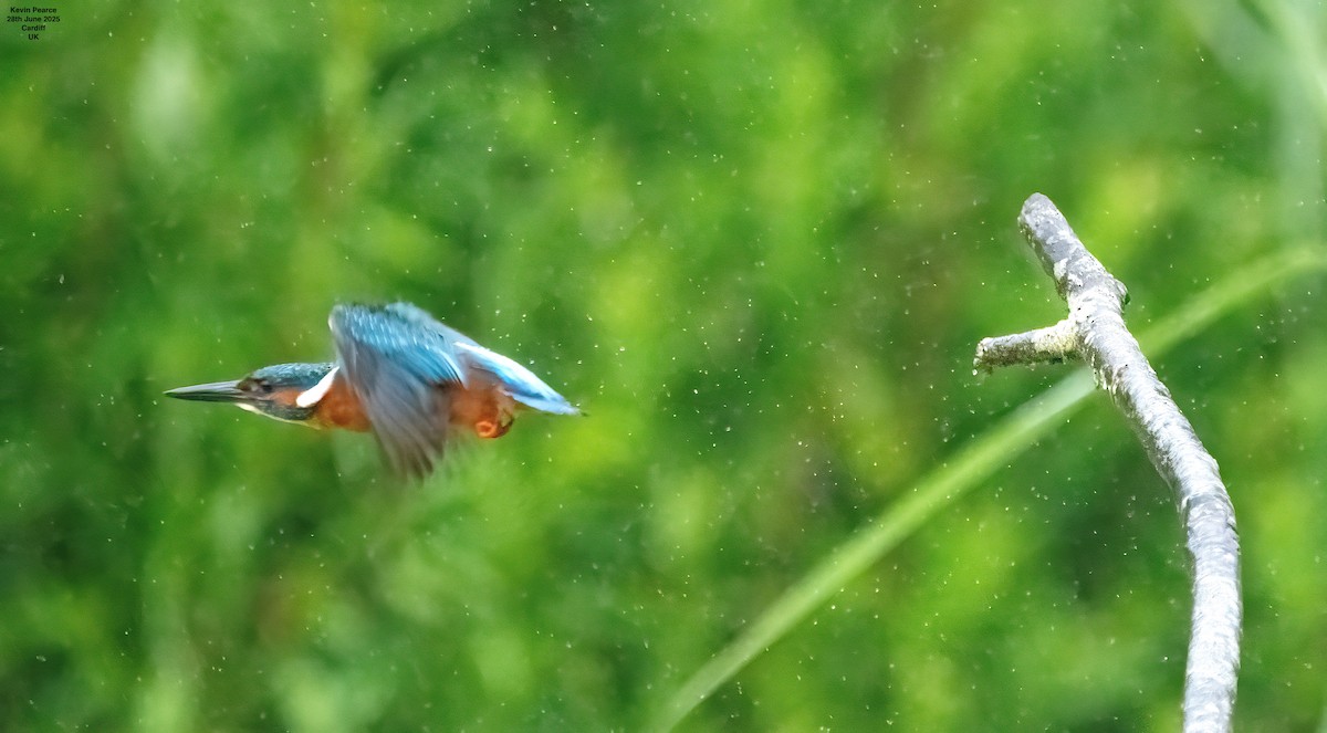Common Kingfisher - ML638231861