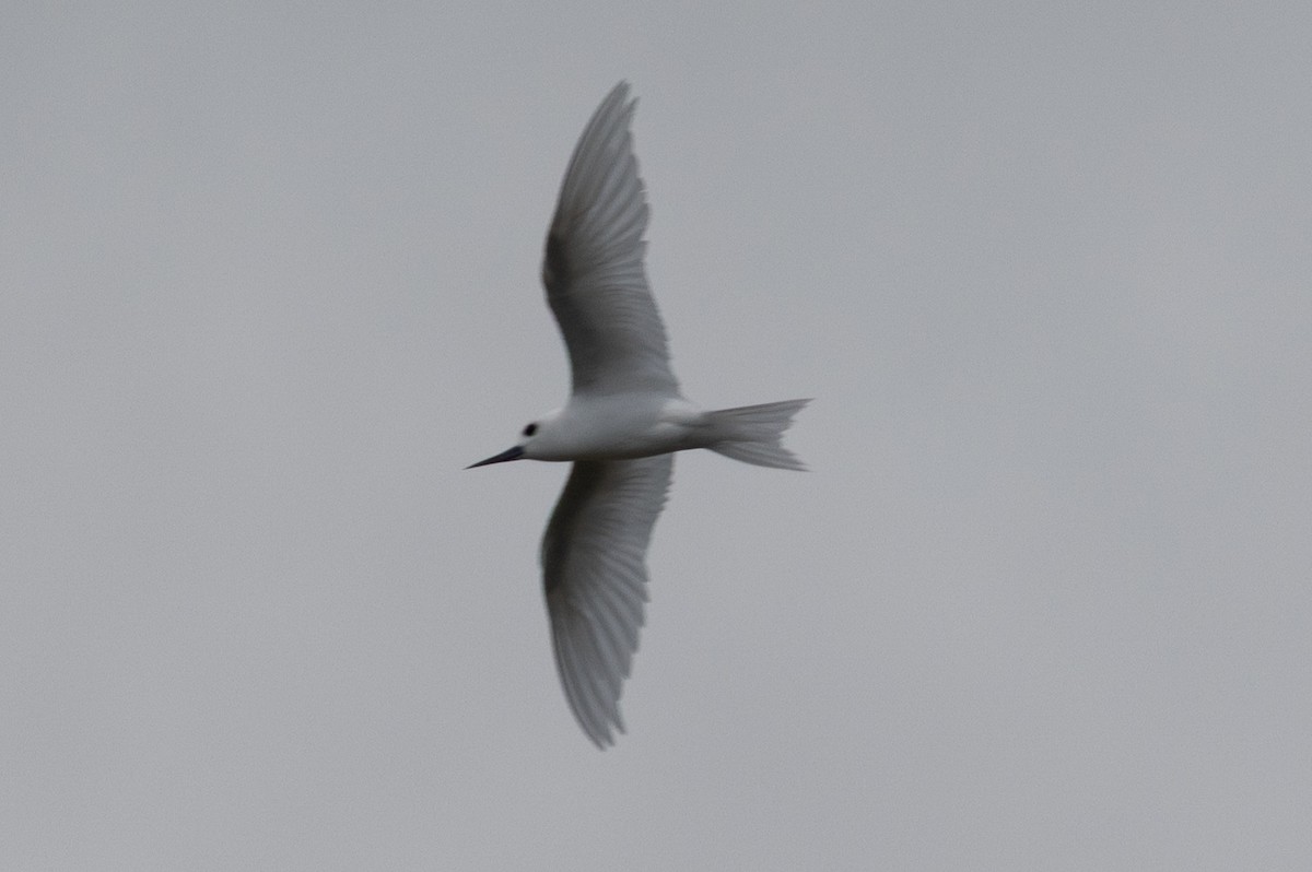 White Tern - ML638231870