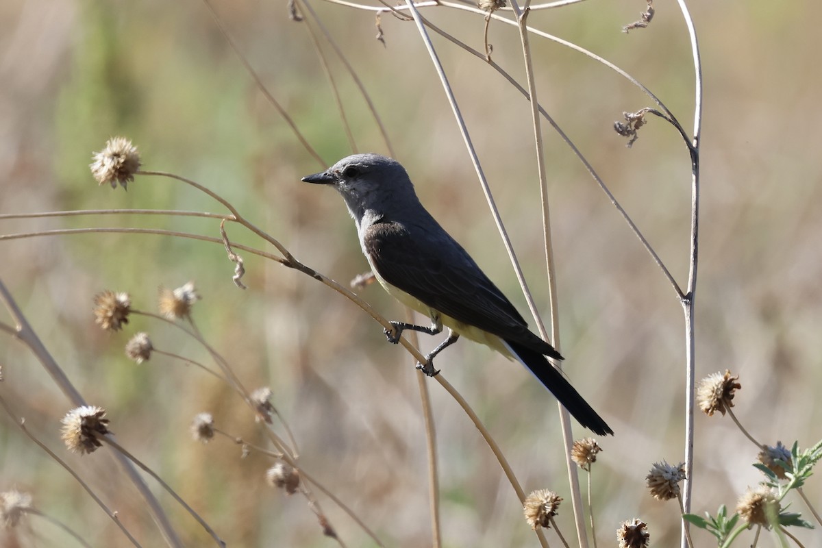 Western Kingbird - ML638231897