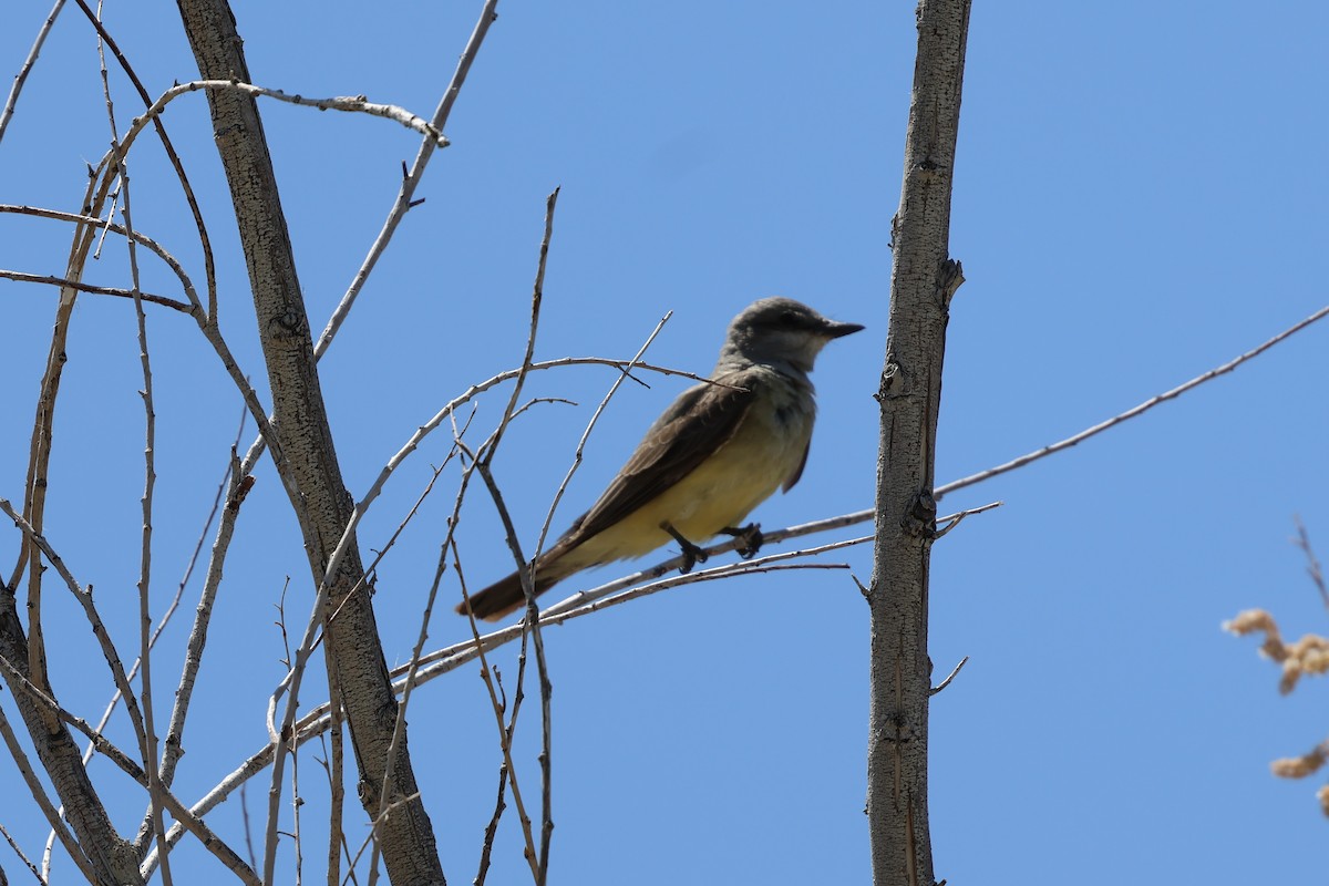 Western Kingbird - ML638231898
