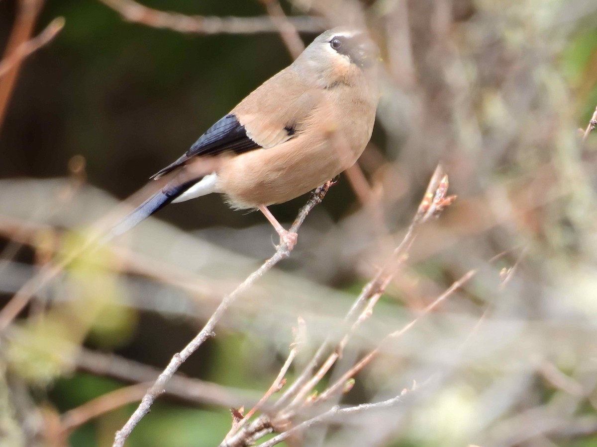 Gray-headed Bullfinch - ML638231905