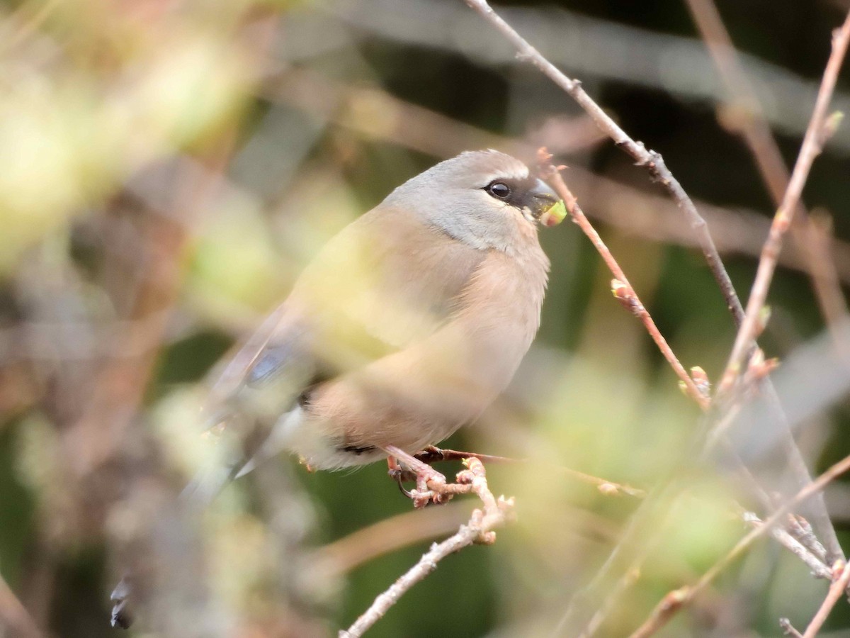 Gray-headed Bullfinch - ML638231906