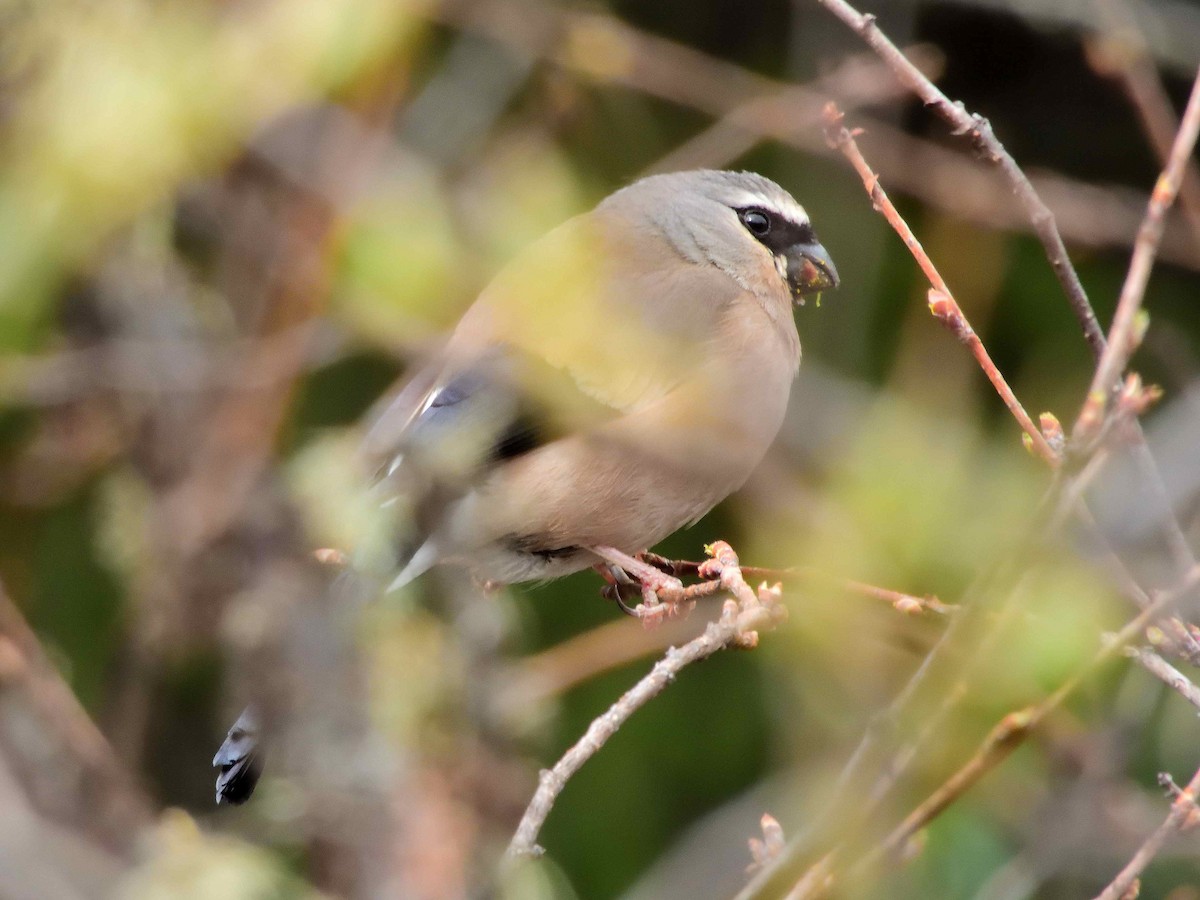 Gray-headed Bullfinch - ML638231908