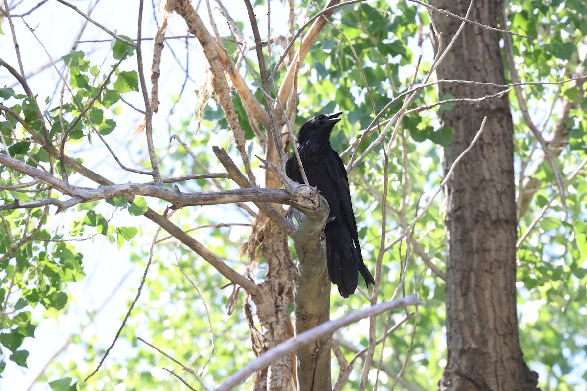 Common Raven - ML638231909
