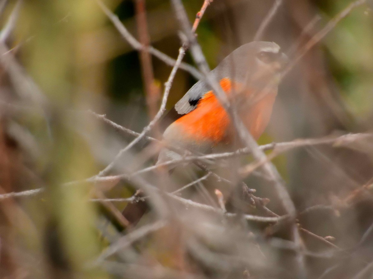 Gray-headed Bullfinch - ML638231911