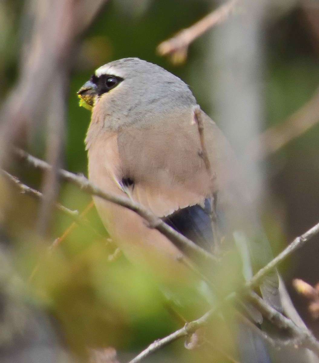Gray-headed Bullfinch - ML638231918