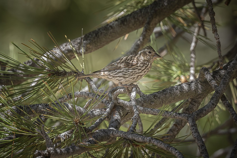Cassin's Finch - ML638231931