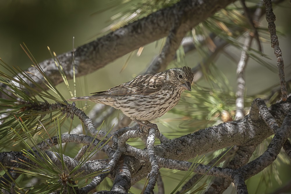Cassin's Finch - ML638231932