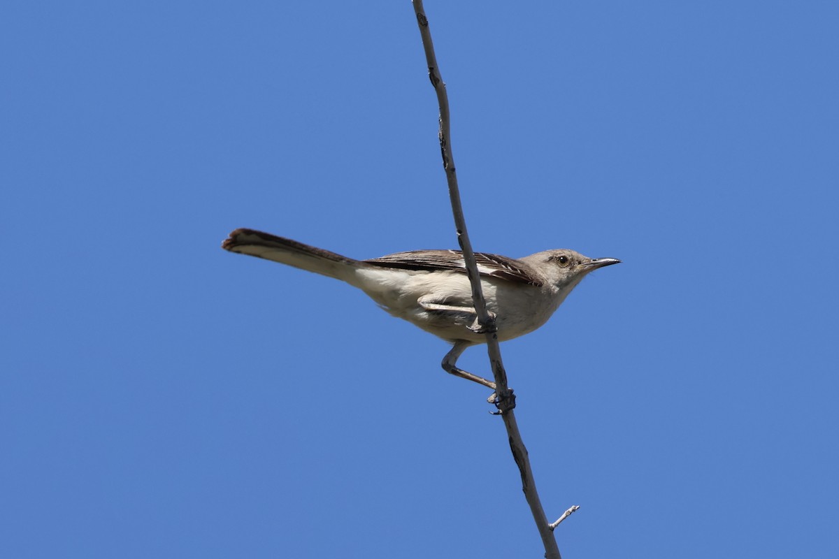 Northern Mockingbird - ML638231936