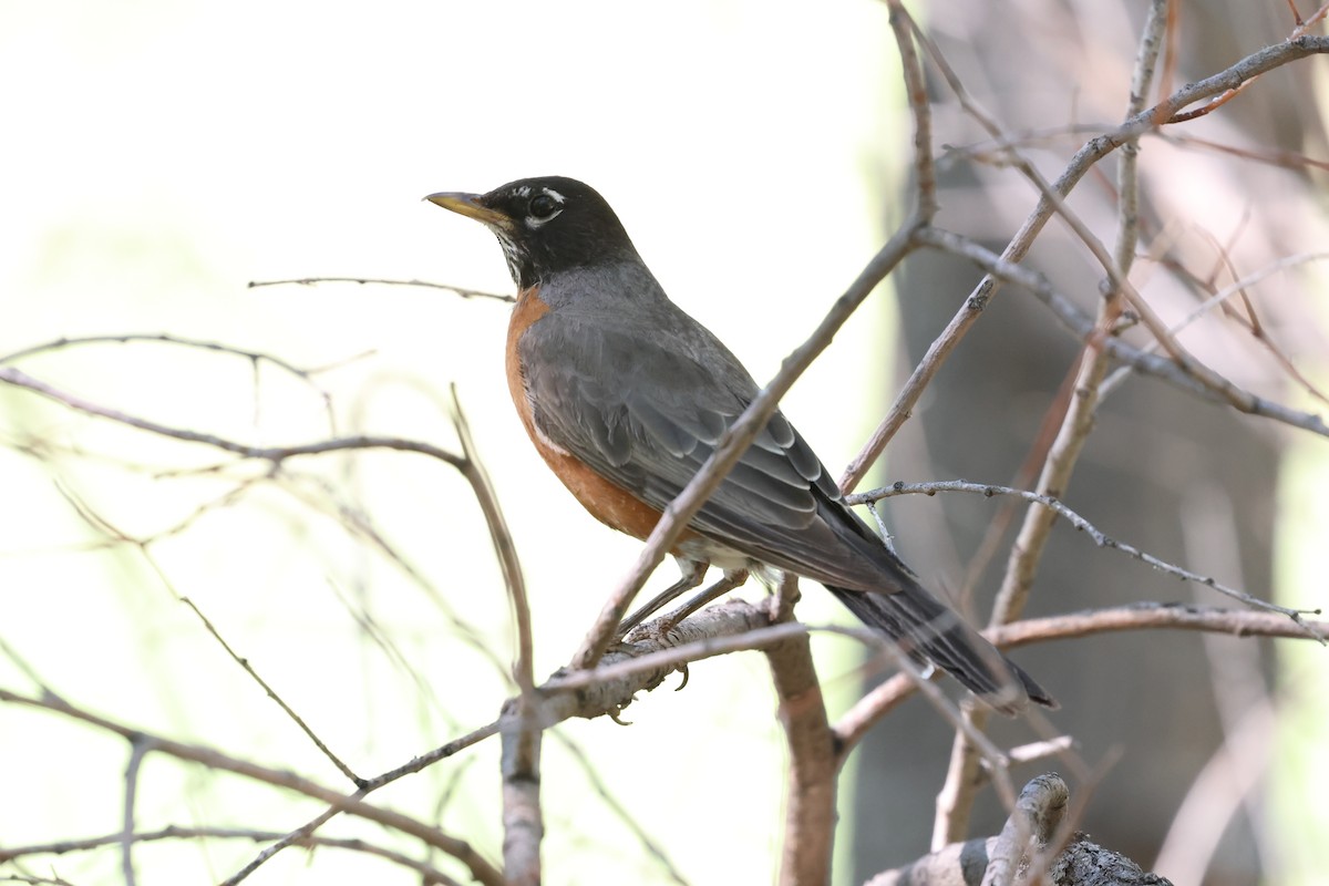 American Robin - ML638231946