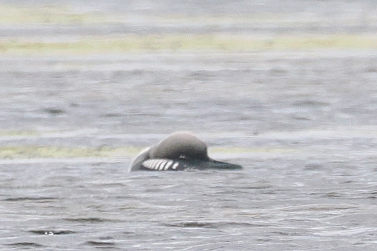 Arctic Loon - ML638231968