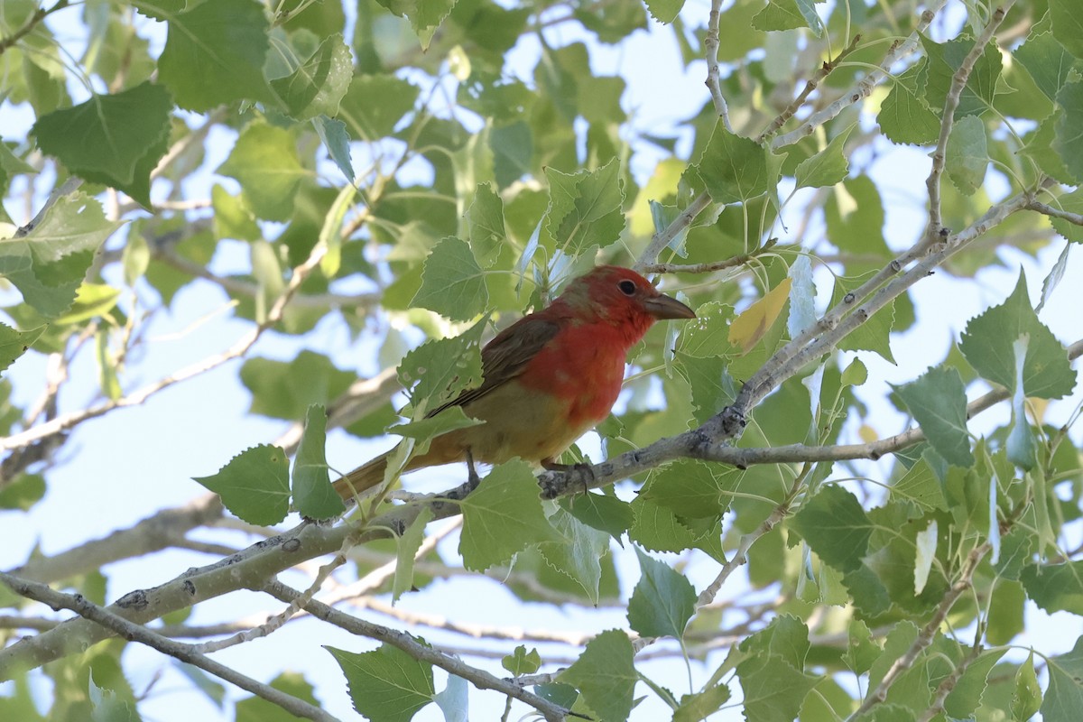 Summer Tanager - ML638231978