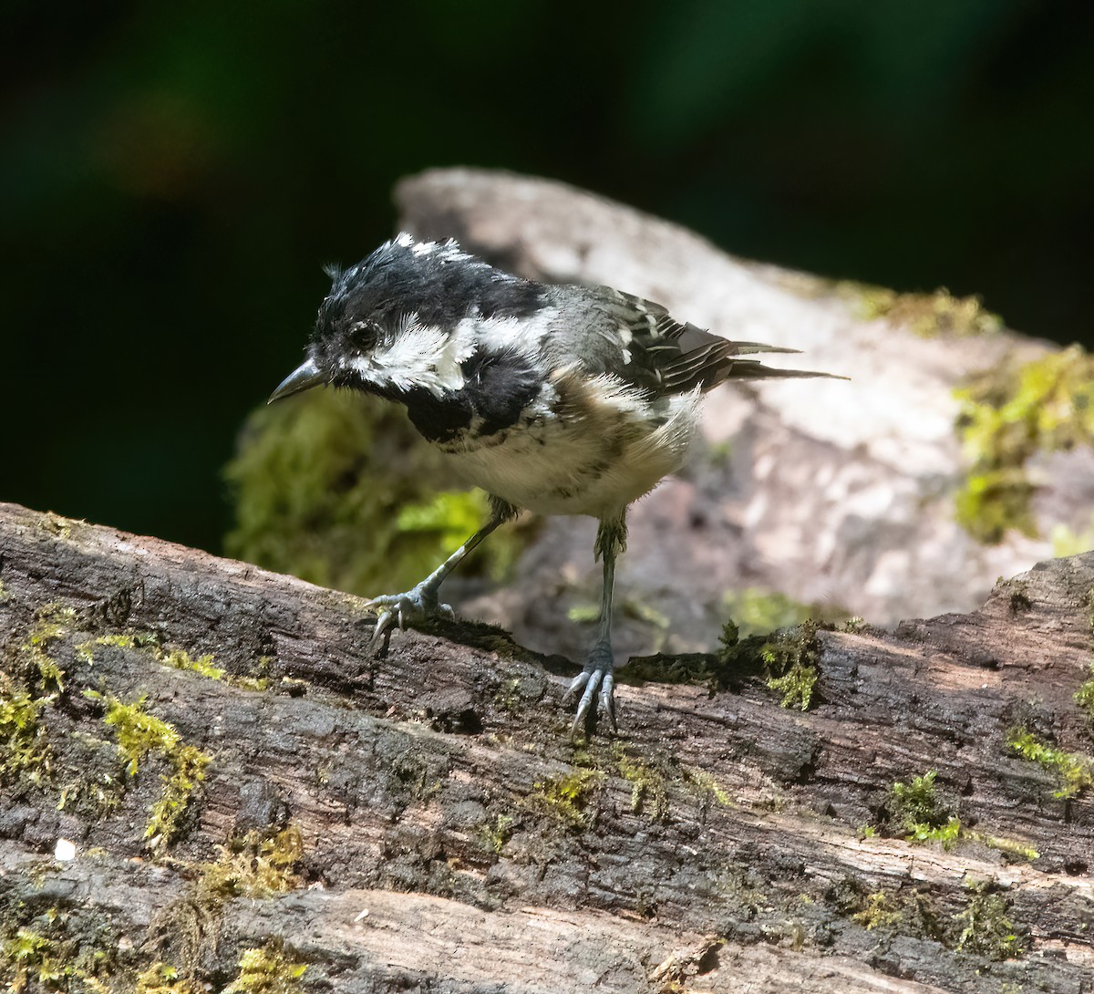 Coal Tit - ML638231979