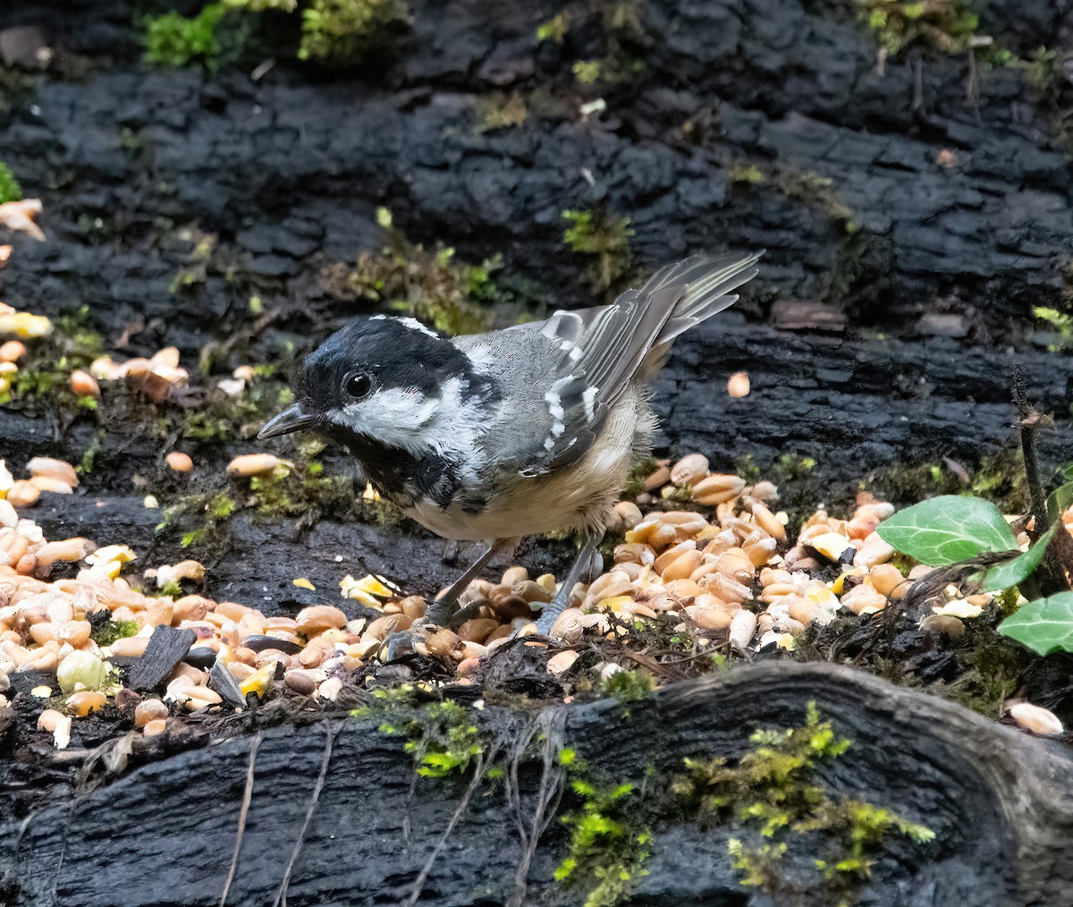 Coal Tit - ML638231981