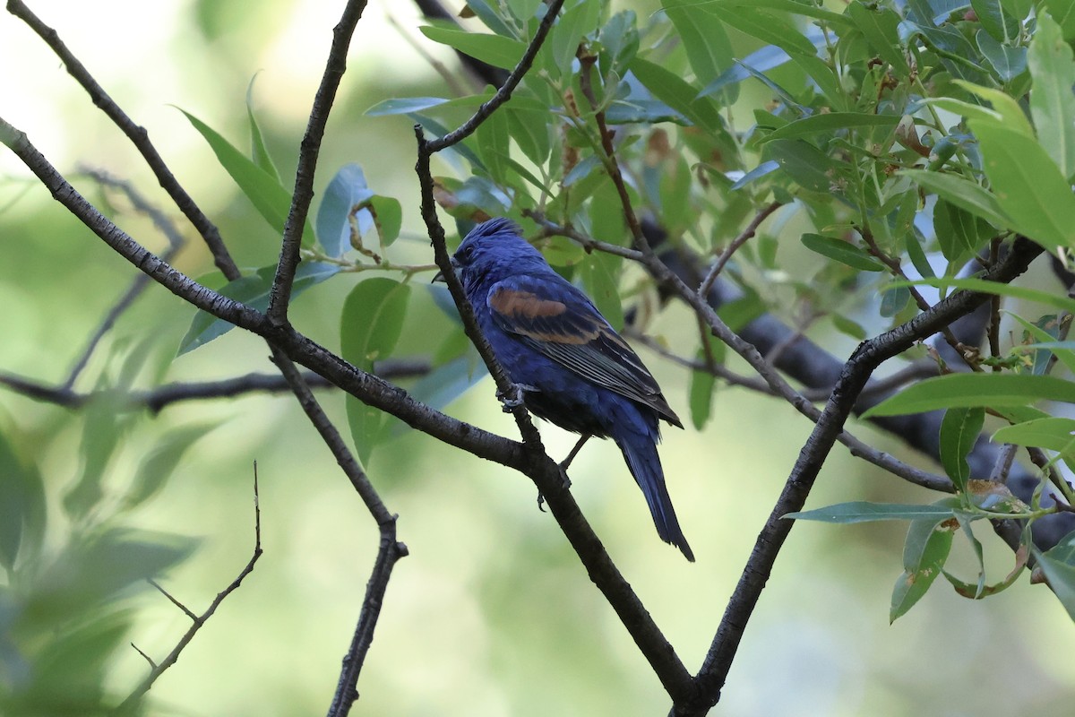 Blue Grosbeak - ML638231983