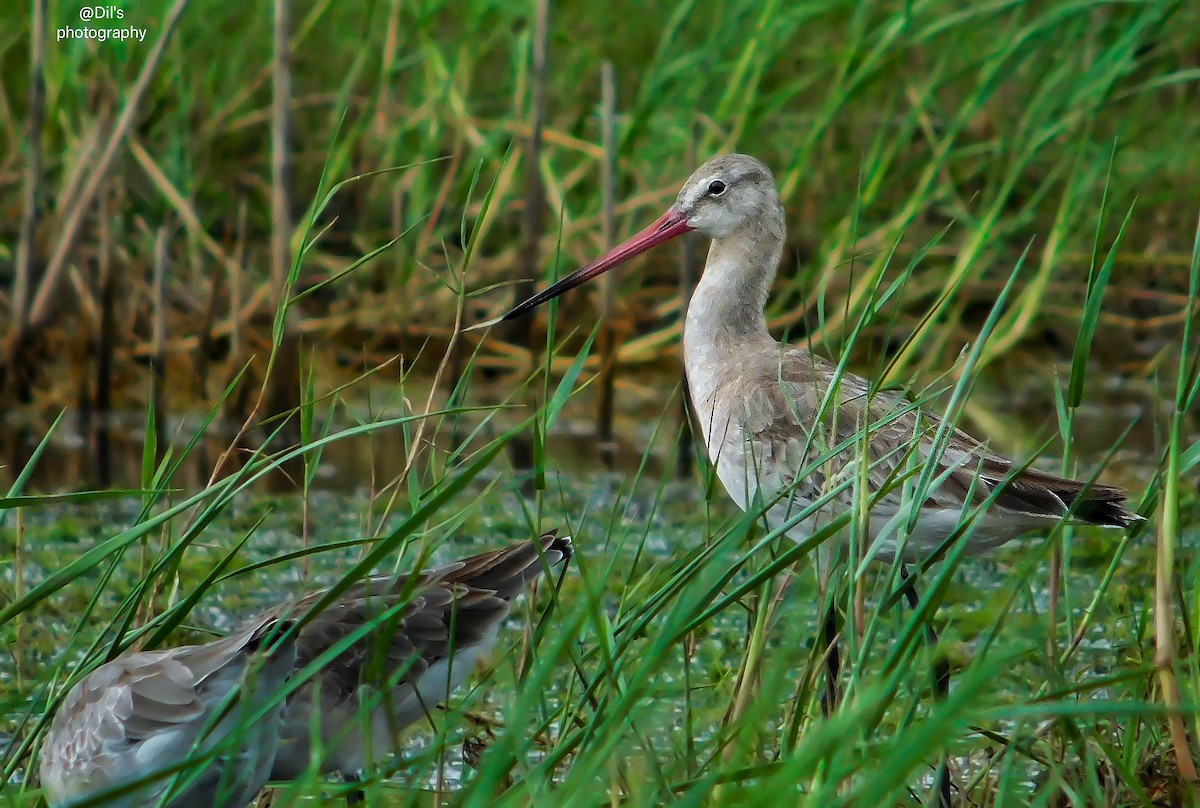 Black-tailed Godwit - ML638231987