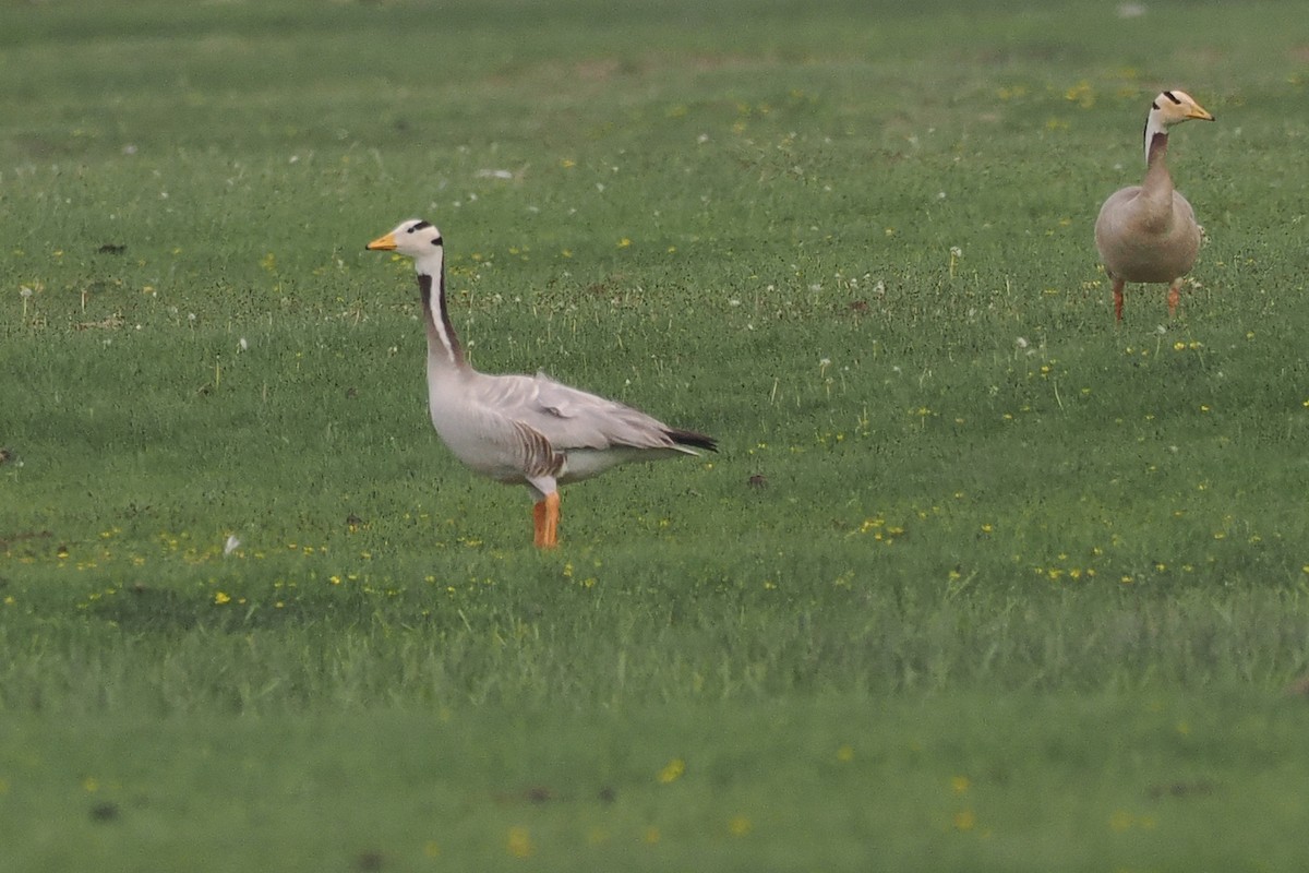 Bar-headed Goose - ML638231990