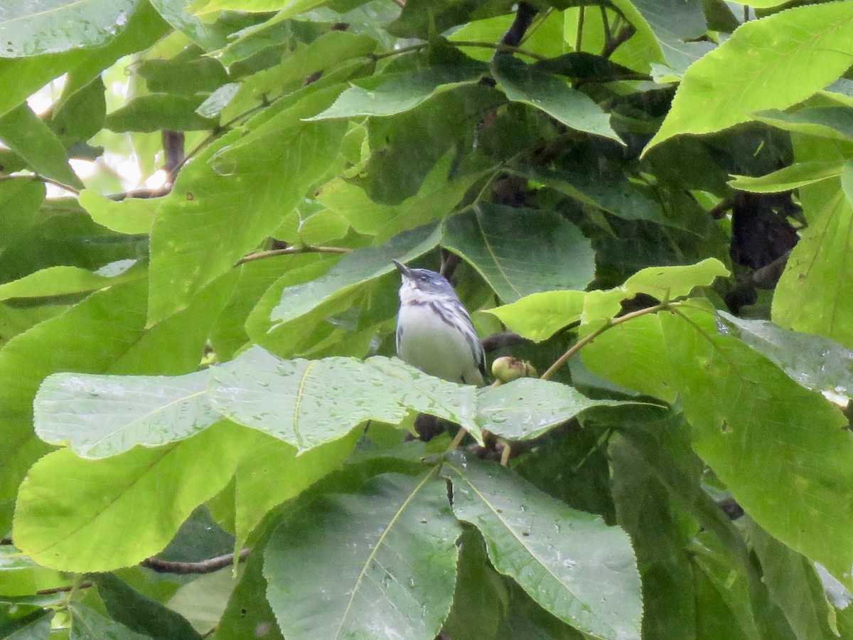 Cerulean Warbler - ML638231991