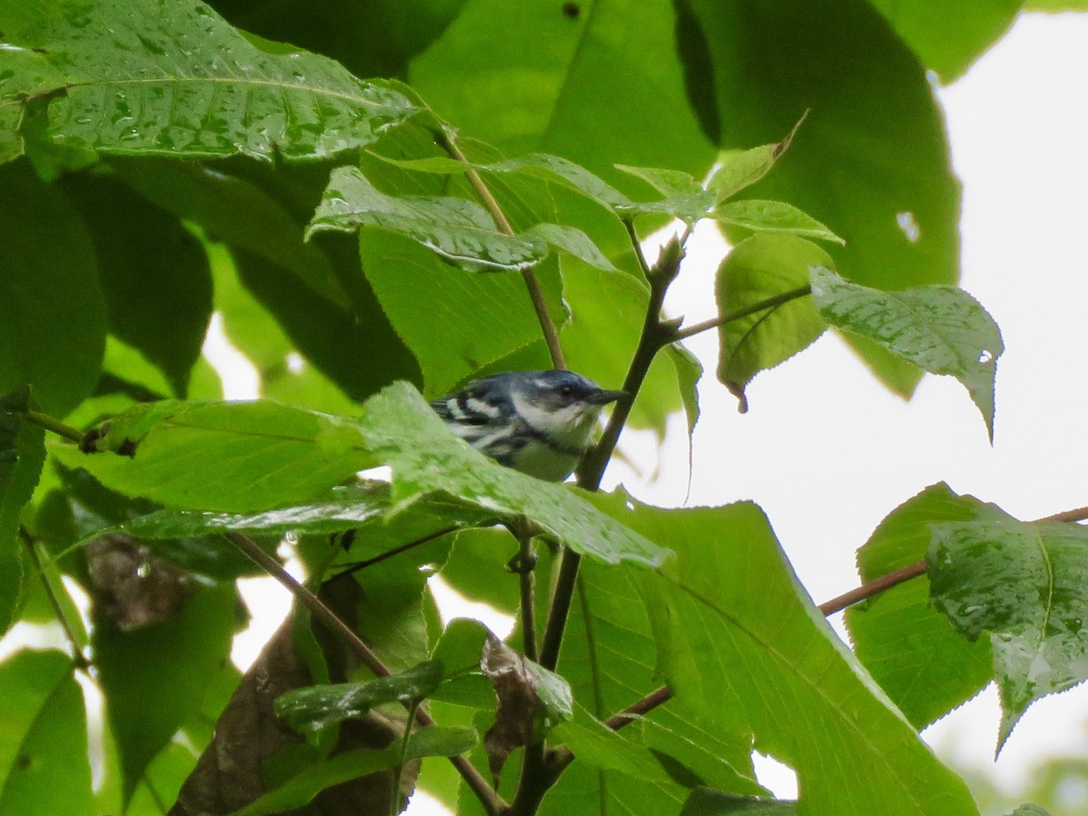 Cerulean Warbler - ML638231992