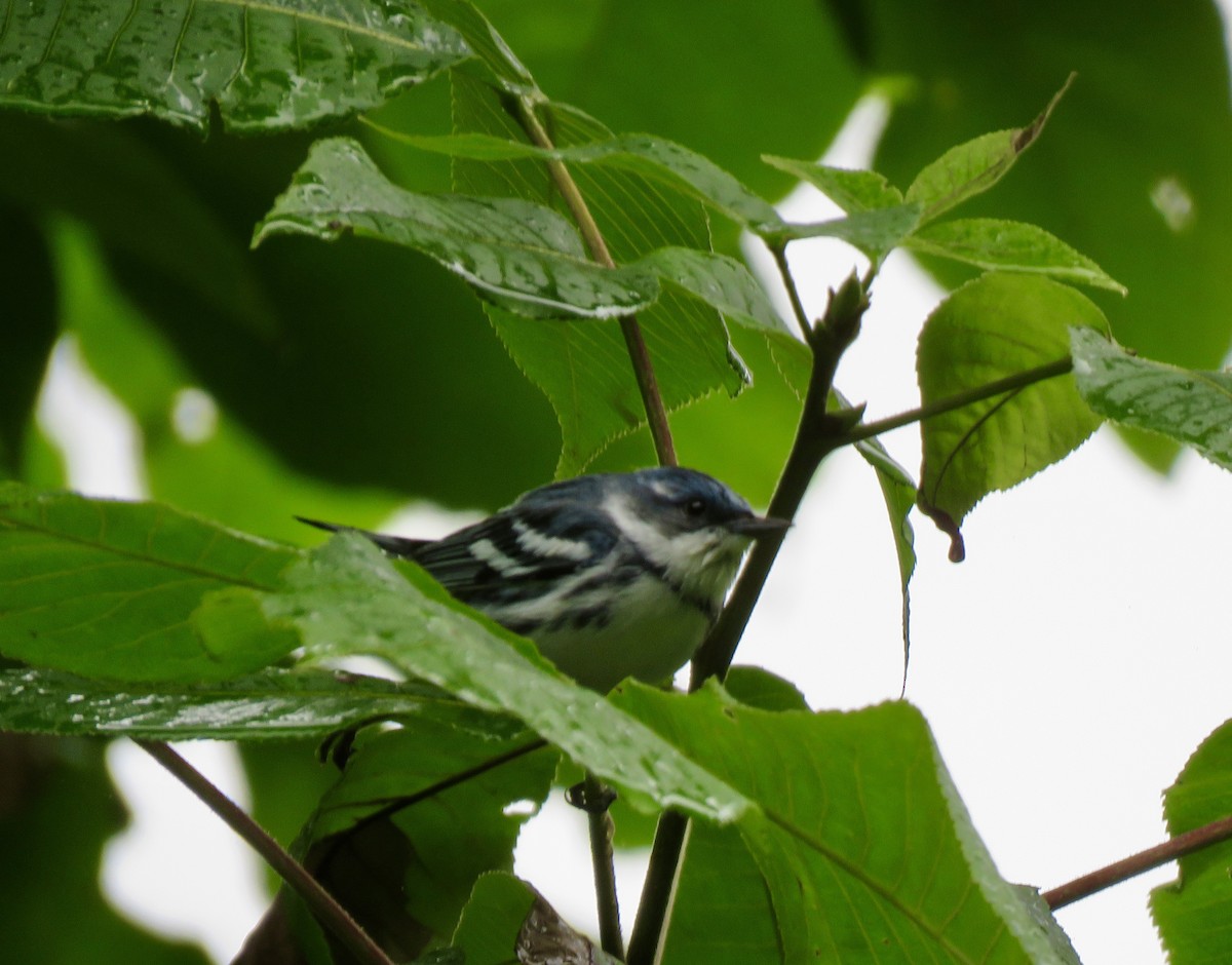 Cerulean Warbler - ML638231993