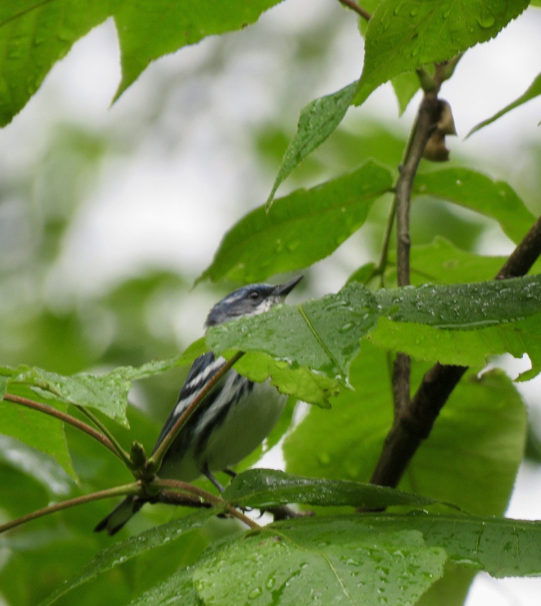 Cerulean Warbler - ML638231994