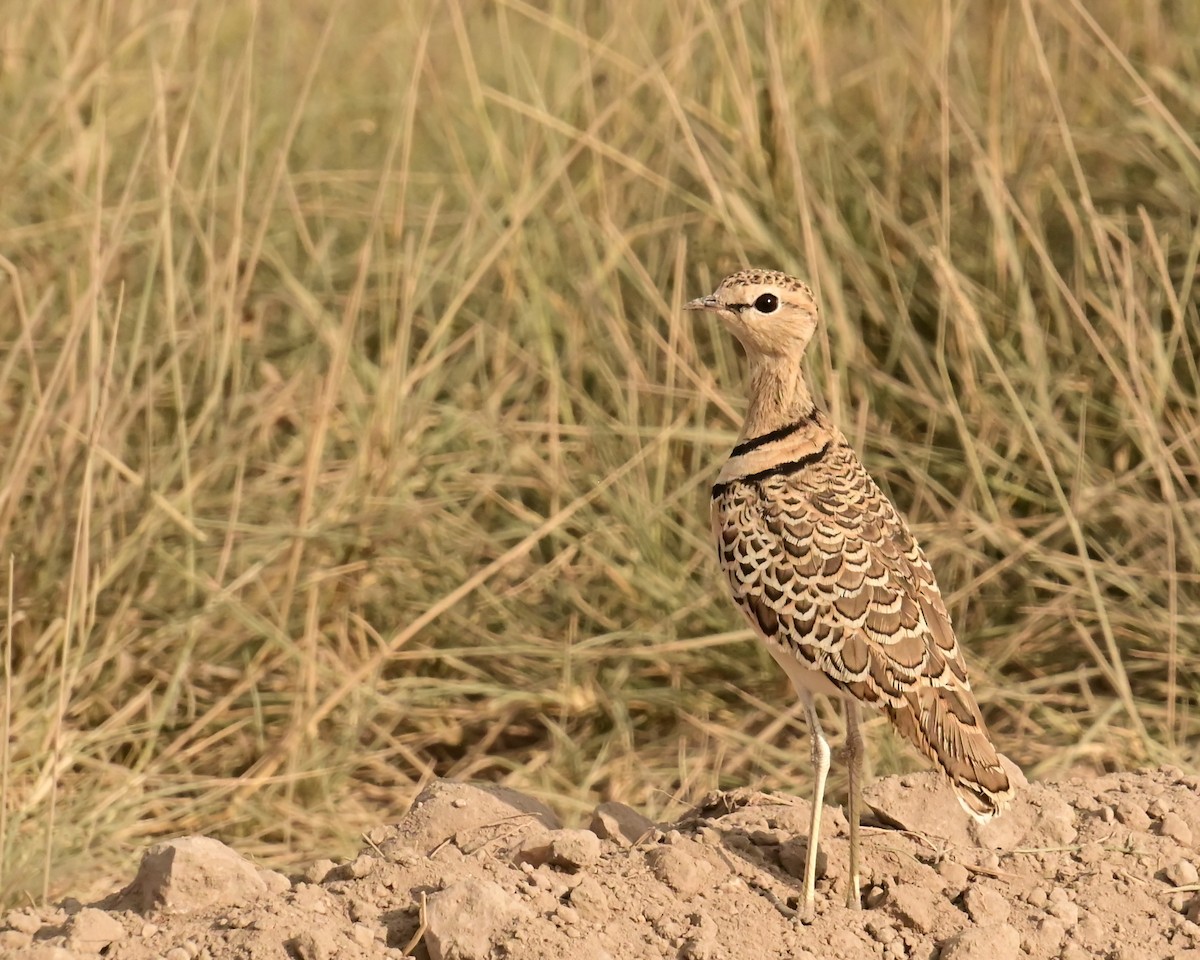 Double-banded Courser - ML638231999