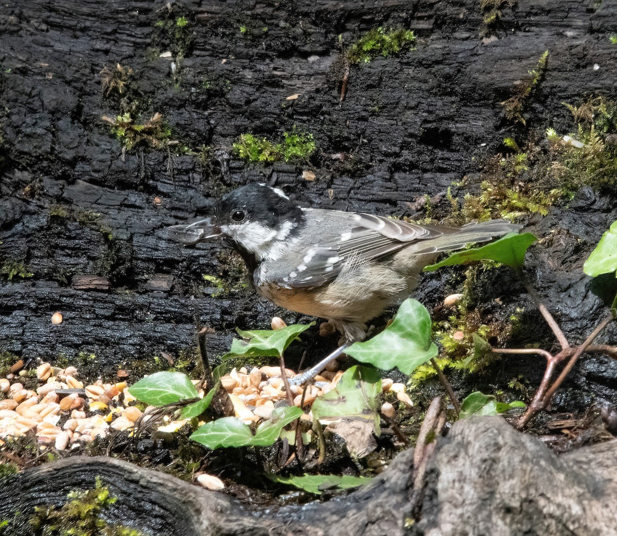 Coal Tit - ML638232006